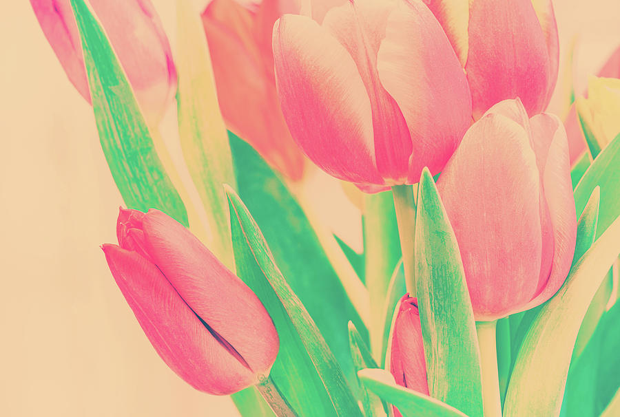 Vintage Pink Tulip Bouquet Photograph by Marianne Campolongo
