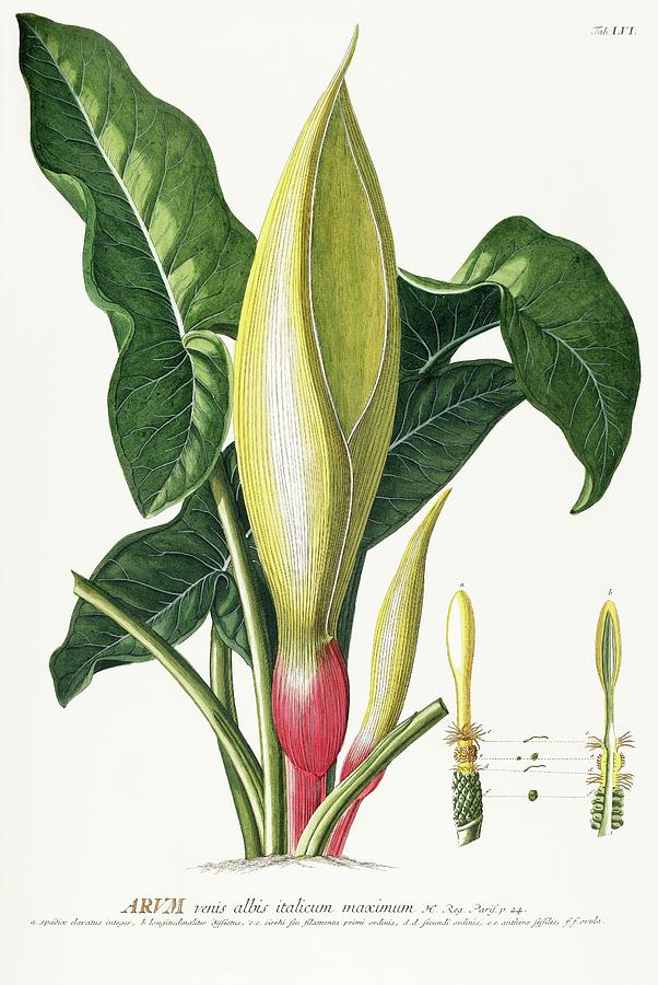 Vintage plants - Arum venis flower and leaves Mixed Media by Georg Dionysius Ehret