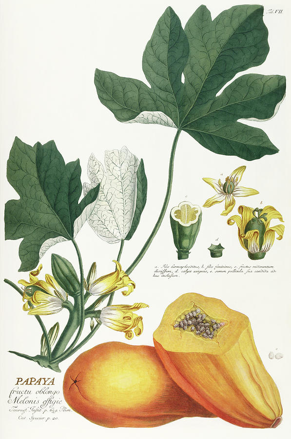 Vintage plants - papaya plant, flowers and fruits Mixed Media by Georg Dionysius Ehret
