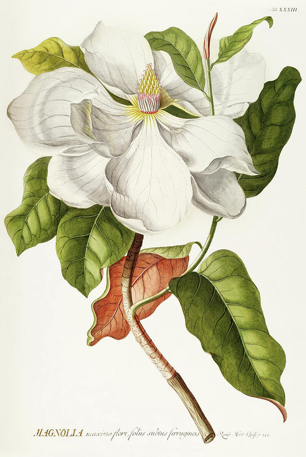 Vintage plants - White magnolia flower Digital Art by Georg Dionysius Ehret