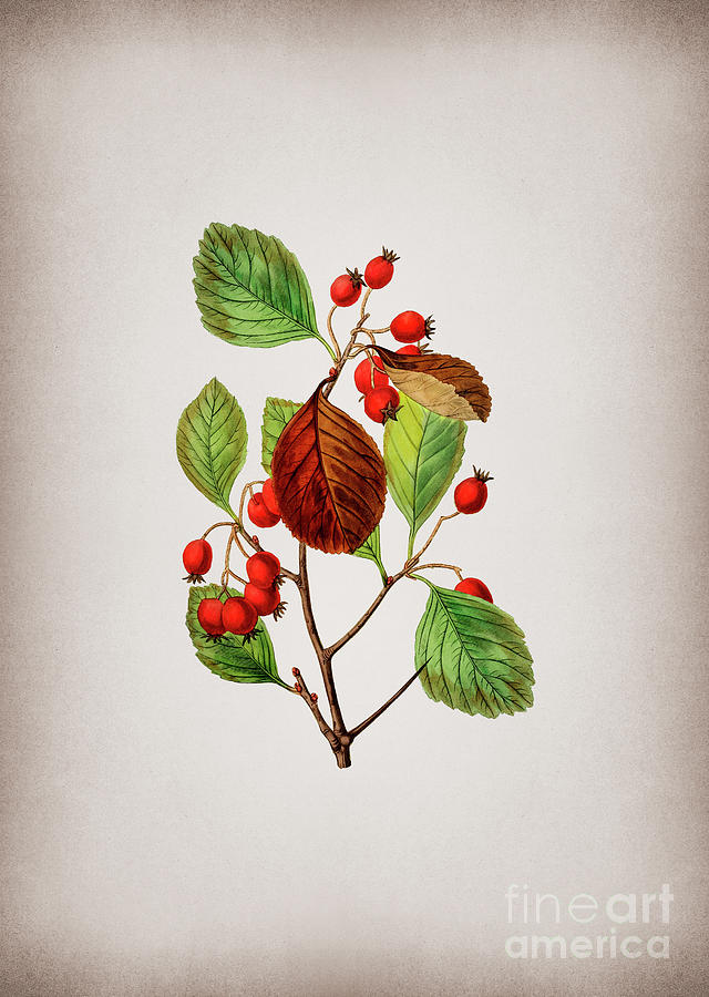 Vintage Plum Leaved Thorn Flower Botanical Illustration on Parchment Mixed Media by Holy Rock Design