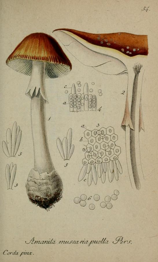 Vintage, Poisonous and Fly Mushroom Illustrations Mixed Media by World Art Collective