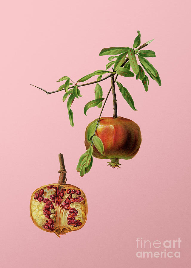 Vintage Pomegranate Botanical Illustration on Pink  Painting by Holy Rock Design