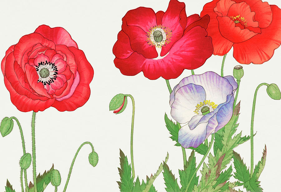 Vintage Painting - Vintage poppy flower by Tanigami Konan