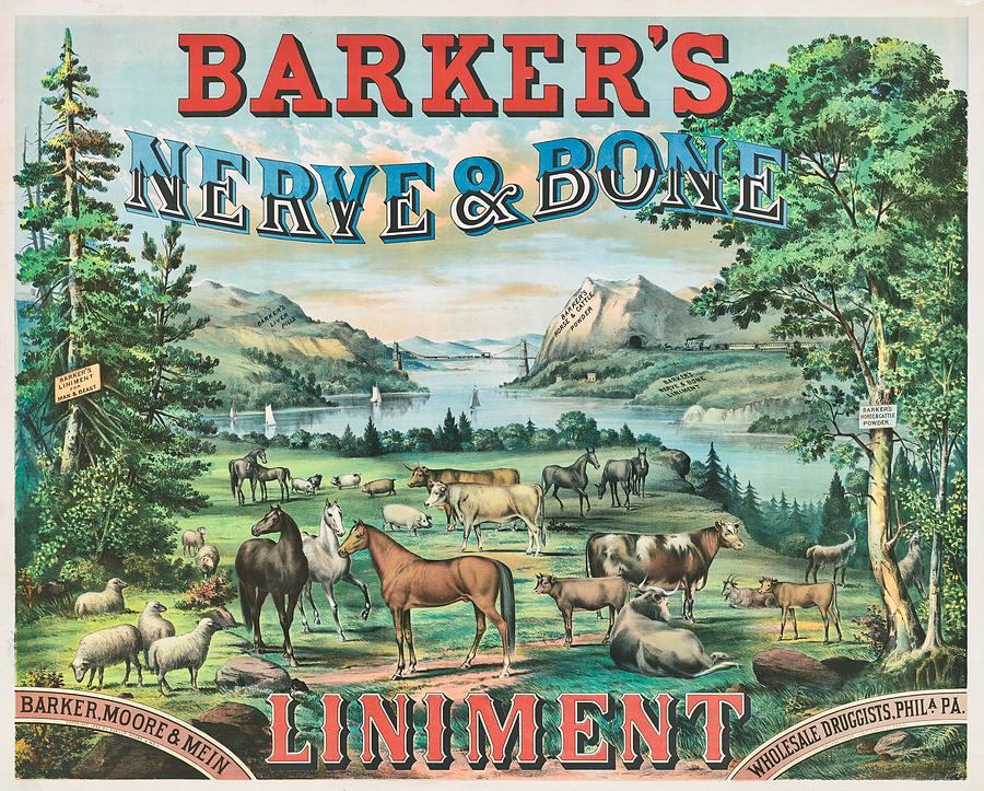 Animal Drawing - Vintage Poster - Barkers Nerve and Bone Liniment 1883 by Thomas Hunter