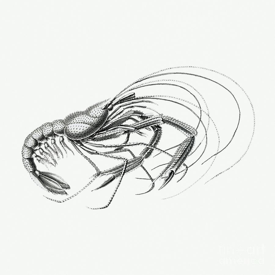 Vintage prawn marine life illustration 4 Painting by Shop Ability ...