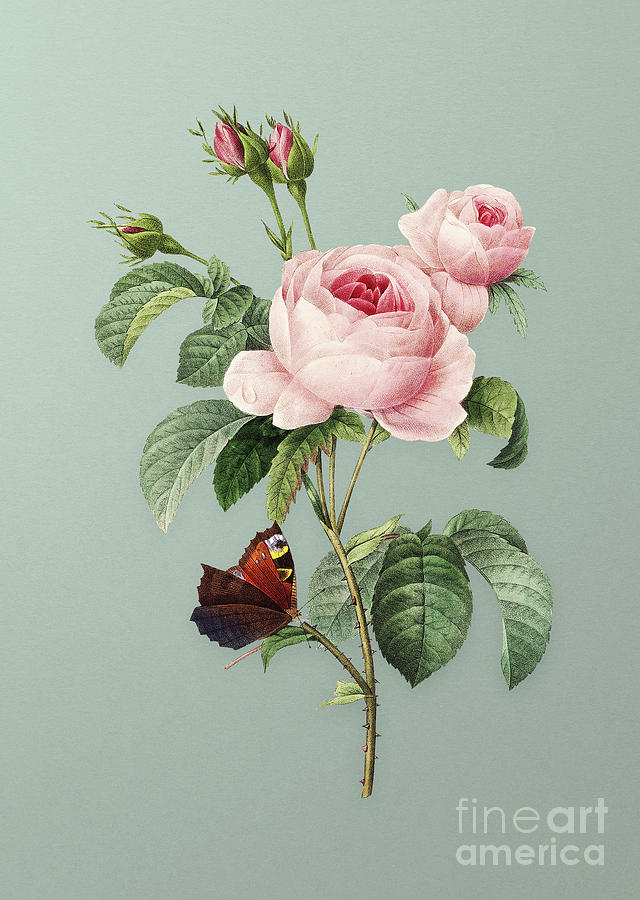 Vintage Provence Rose Botanical Art on Mint Green n.0335 Mixed Media by Holy Rock Design