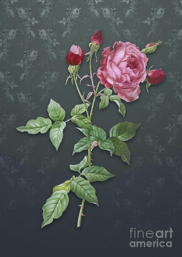 Vintage Provence Rose Botanical Art On Slate Gray Pattern N.1195 Mixed Media