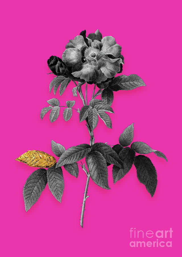 Vintage Provins Rose Black And White Gilded Floral Art On Hot Pink N.0901 Mixed Media