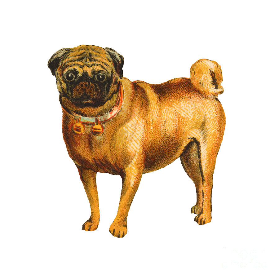 Vintage Pug Chinese and Tibetan Dog Painting by Peter Ogden