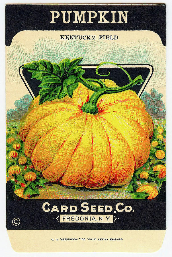 Vintage Pumpkin Seed Catalog Illustration Painting by Peggy Collins
