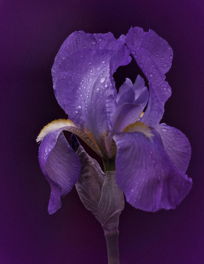 Vintage Violet Iris 2021 Photograph by Richard Cummings