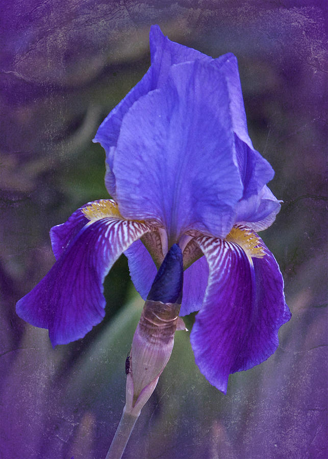Vintage Purple Iris Photograph by Richard Cummings