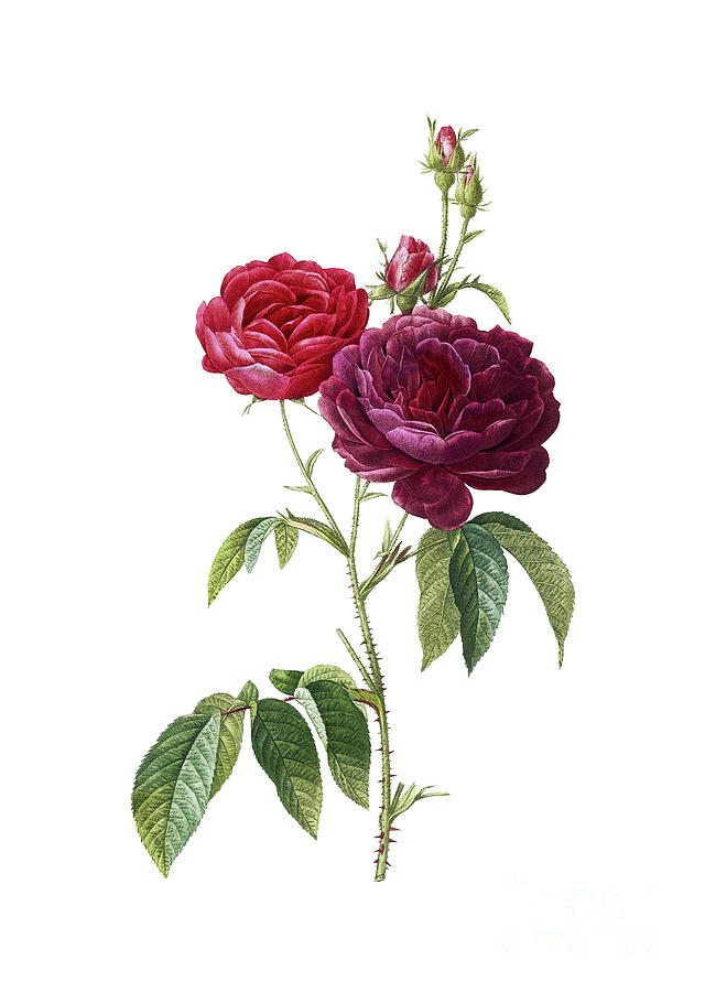 Vintage Purple Roses Botanical Illustration on Pure White Mixed Media ...