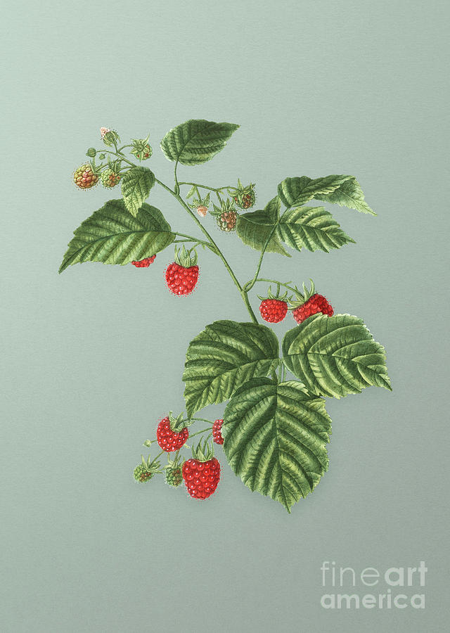 Vintage Raspberry Botanical Art on Mint Green n.1016 Mixed Media by Holy Rock Design
