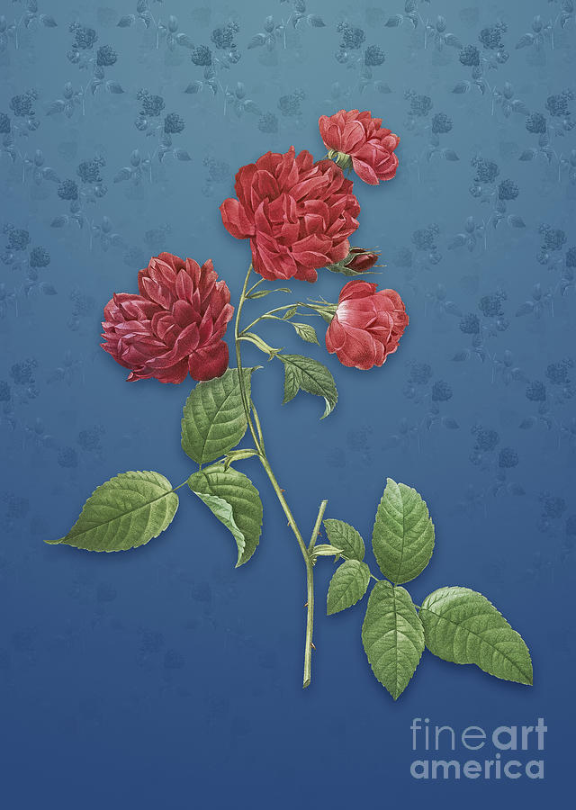 Vintage Red Cabbage Rose in Bloom Botanical Art on Bahama Blue Pattern n.1454 Mixed Media by Holy Rock Design