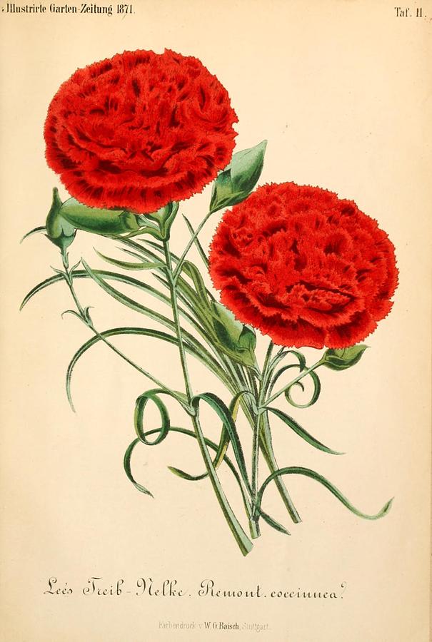 Vintage Red Carnations. Germany Mixed Media by World Art Collective