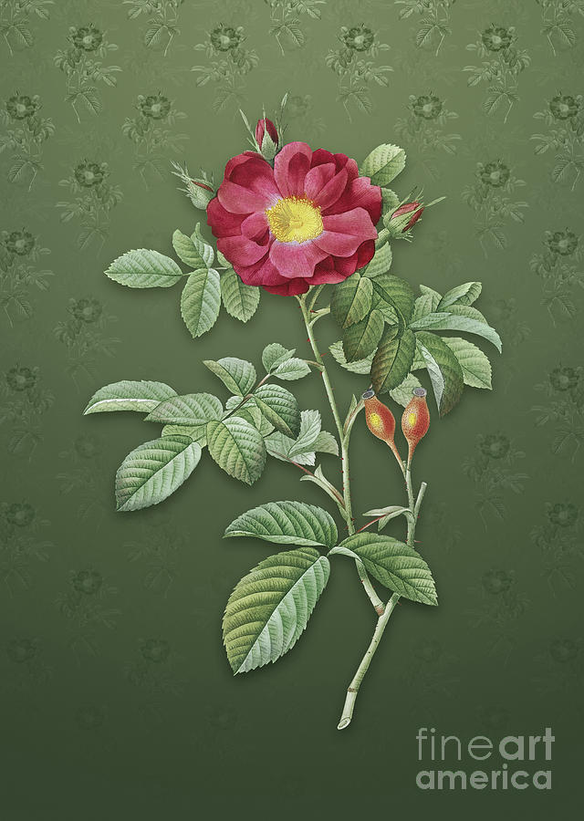 Vintage Red Portland Rose Botanical Art on Lunar Green Pattern n.1015 Mixed Media by Holy Rock Design