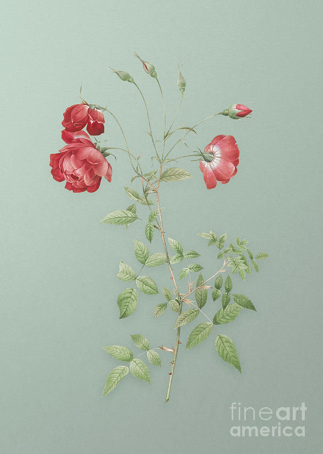 Vintage Red Rose Botanical Art on Mint Green n.0434 Mixed Media by Holy Rock Design