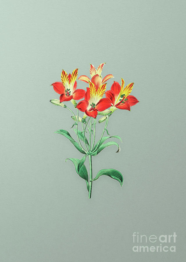 Vintage Red Speckled Flowered Alstromeria Botanical Art on Mint Green n.0081 Mixed Media by Holy Rock Design