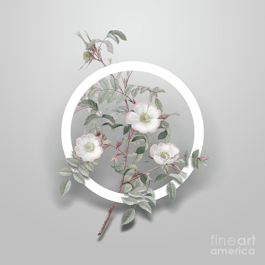 Vintage Reddish Rosebush Minimalist Floral Geometric Circle Art N.418 Painting by Holy Rock Design