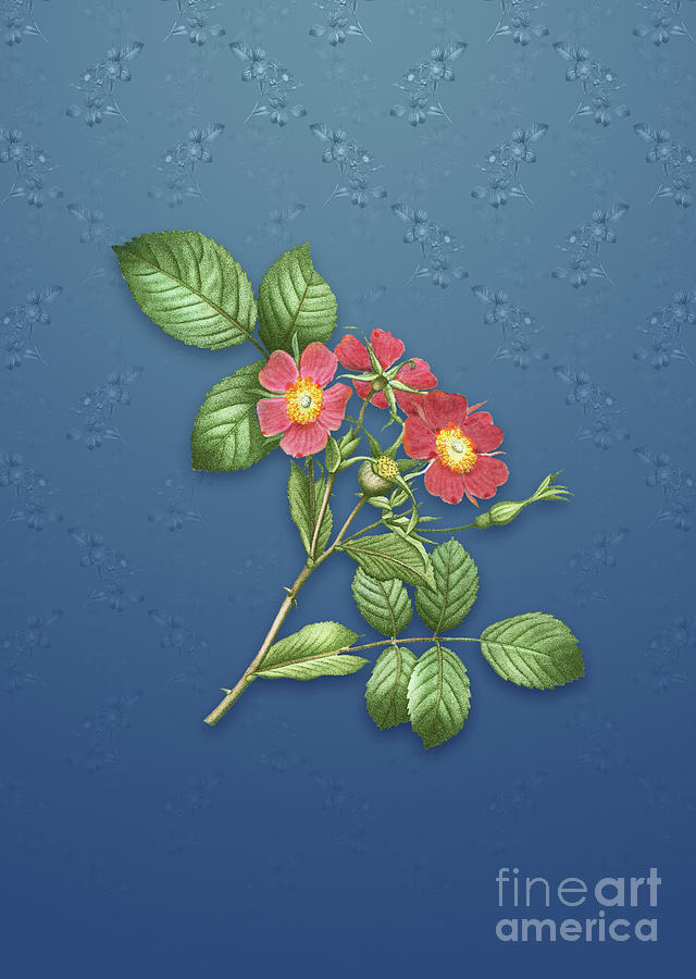 Vintage Redleaf Rose Botanical Art on Bahama Blue Pattern n.1372 Mixed Media by Holy Rock Design