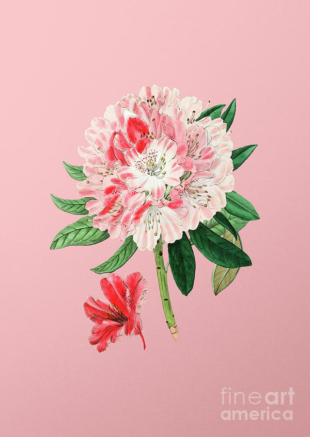 Vintage Rhododendron Flower Botanical Illustration On Pink Mixed Media