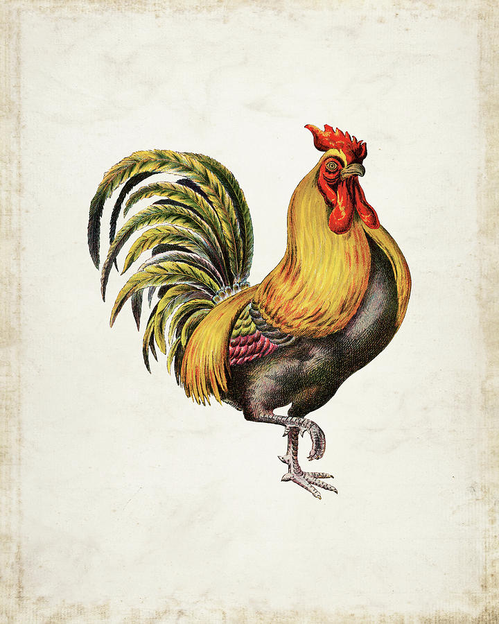 Vintage Rooster Art Print Digital Art by Nicholas Fowler - Fine Art America