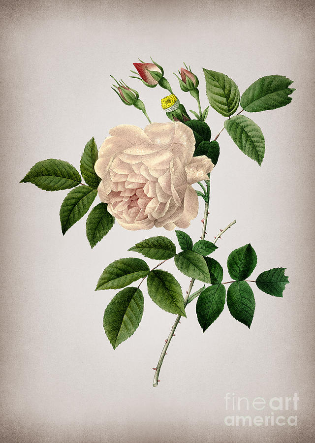 Vintage Rosa Indica Botanical Illustration on Parchment Mixed Media by Holy Rock Design