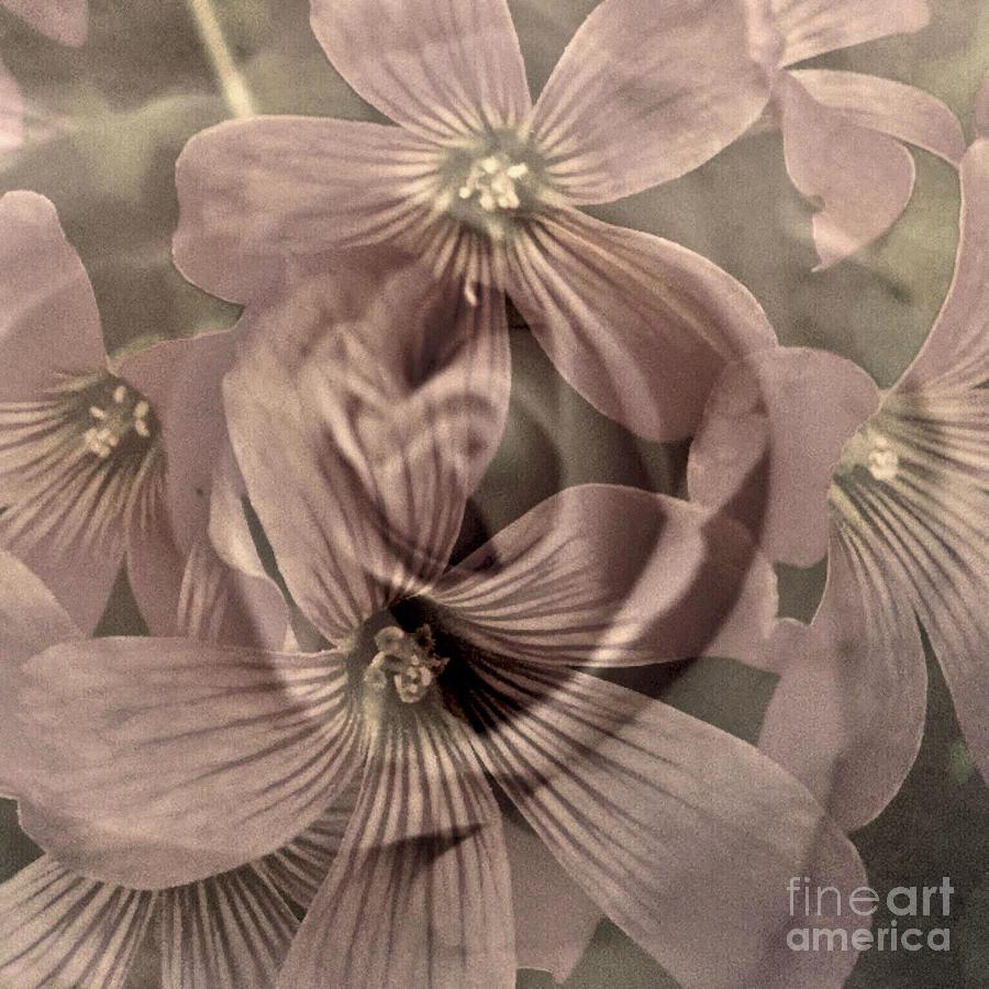 Vintage Rose and Clover Digital Art by Glenn Hernandez