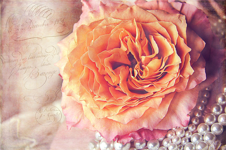 Rose Photograph - Vintage Rose by Cindi Ressler