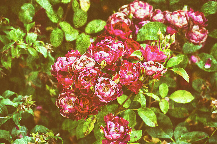 Vintage Roses #1 Photograph by Tanya C Smith