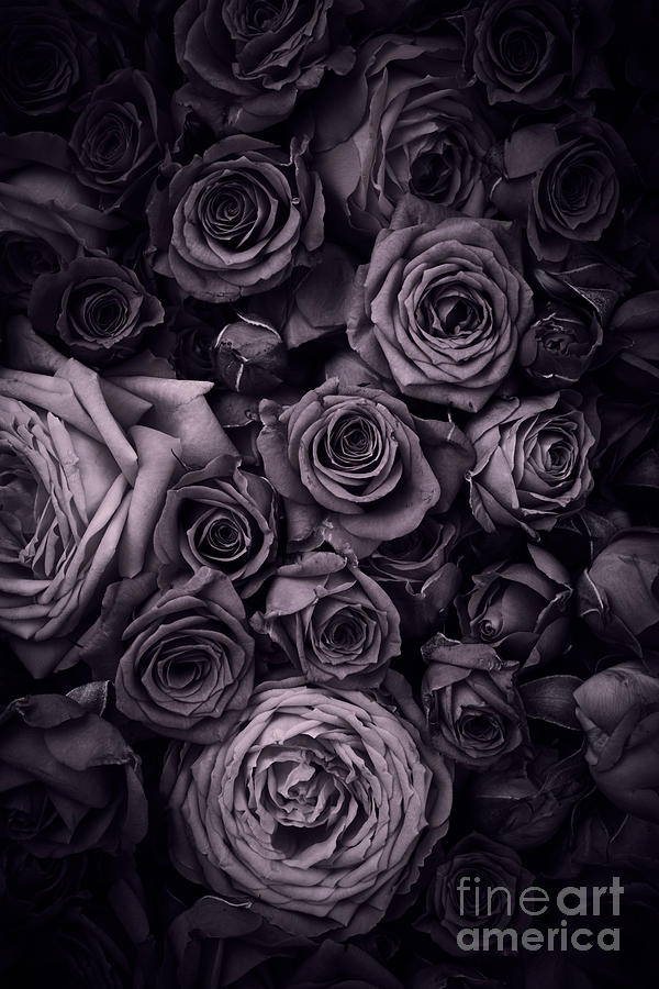 Vintage roses Photograph by Boon Mee