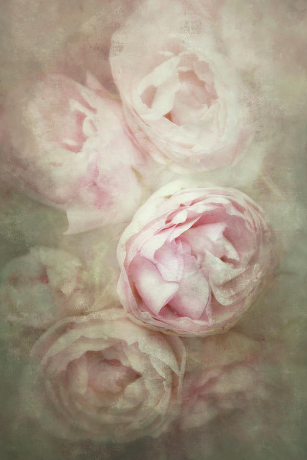 Vintage Roses Photograph