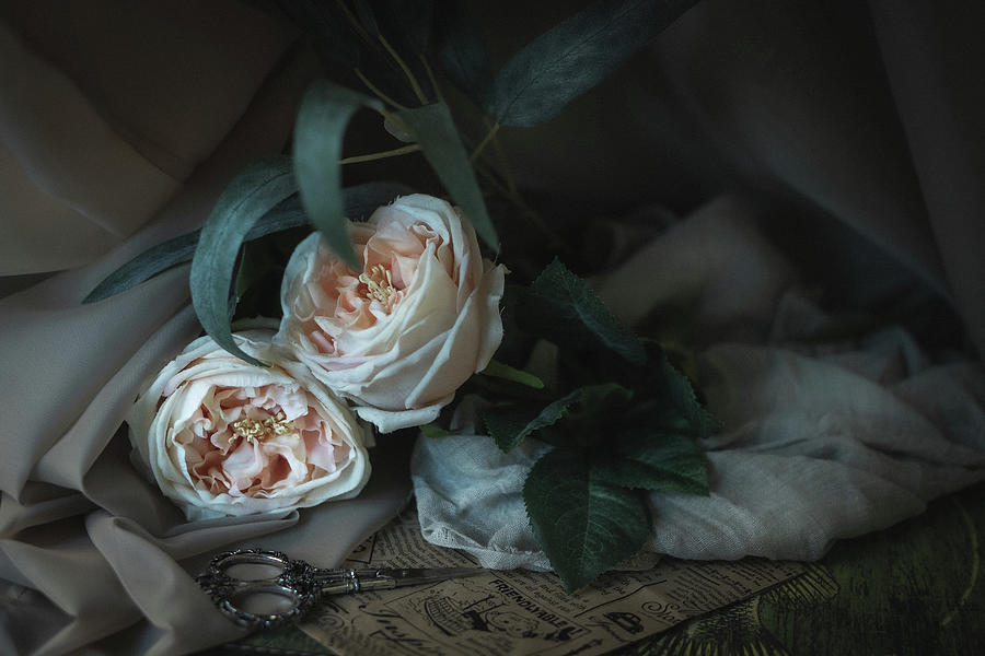Vintage Roses Photograph by Iris Greenwell