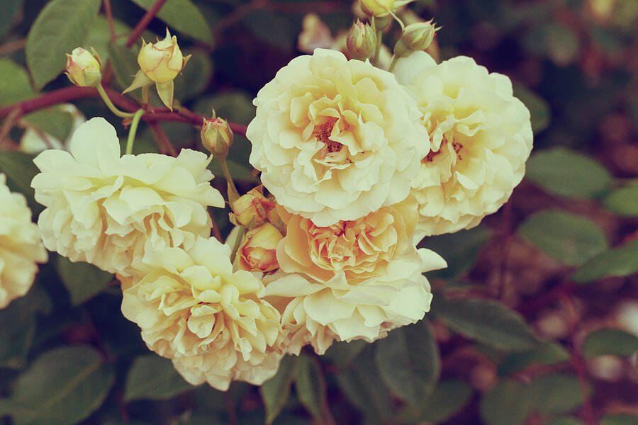 Vintage Roses Photograph by Tanya C Smith