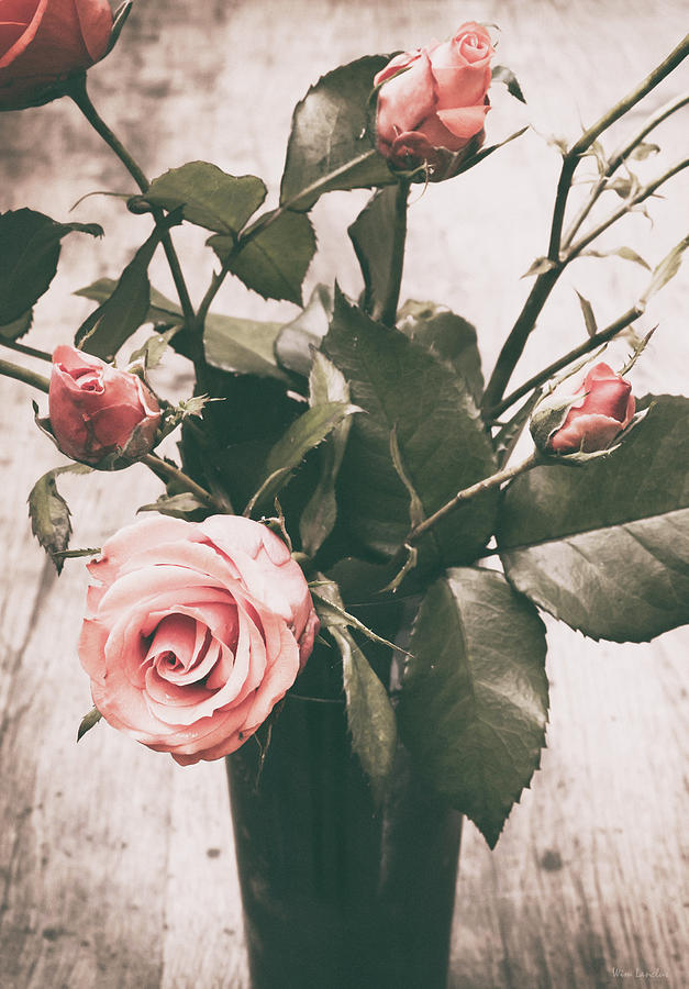 Vintage Roses Photograph by Wim Lanclus