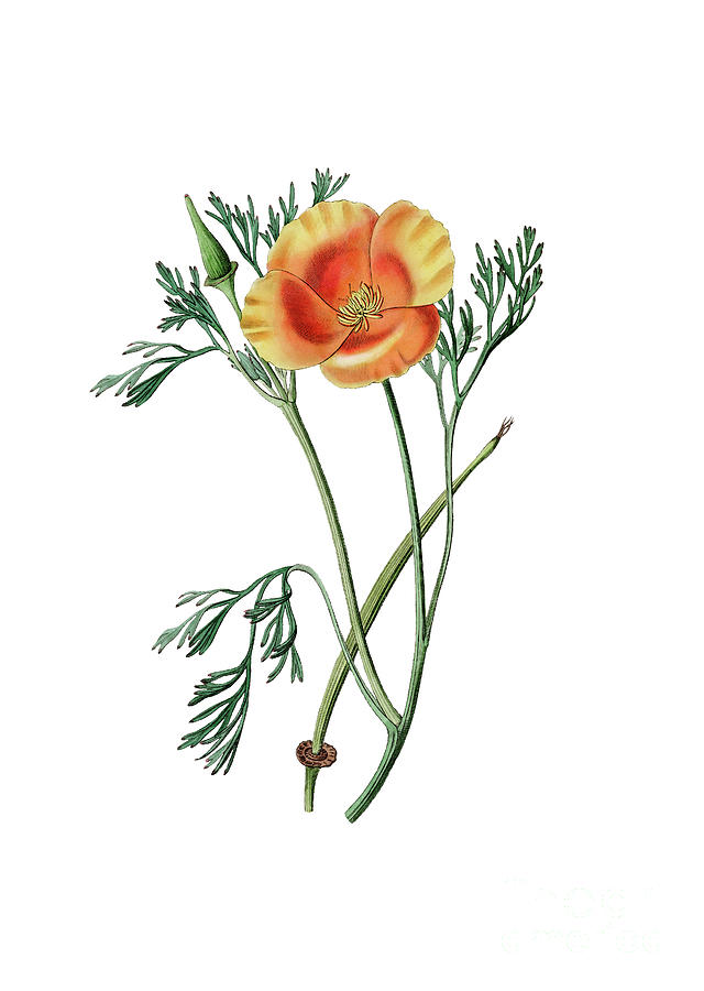 Vintage Saffron Eschscholzia Botanical Illustration on Pure White Mixed ...