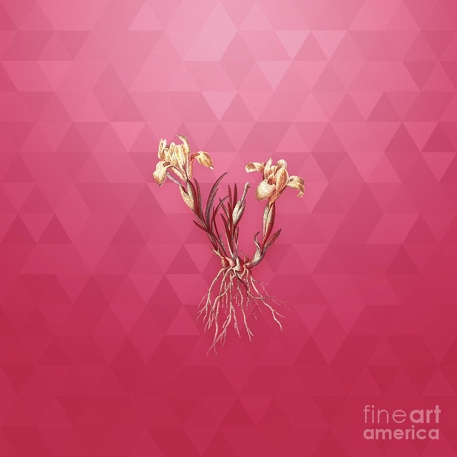 Vintage Sand Iris in Gold on Viva Magenta Mixed Media by Holy Rock Design