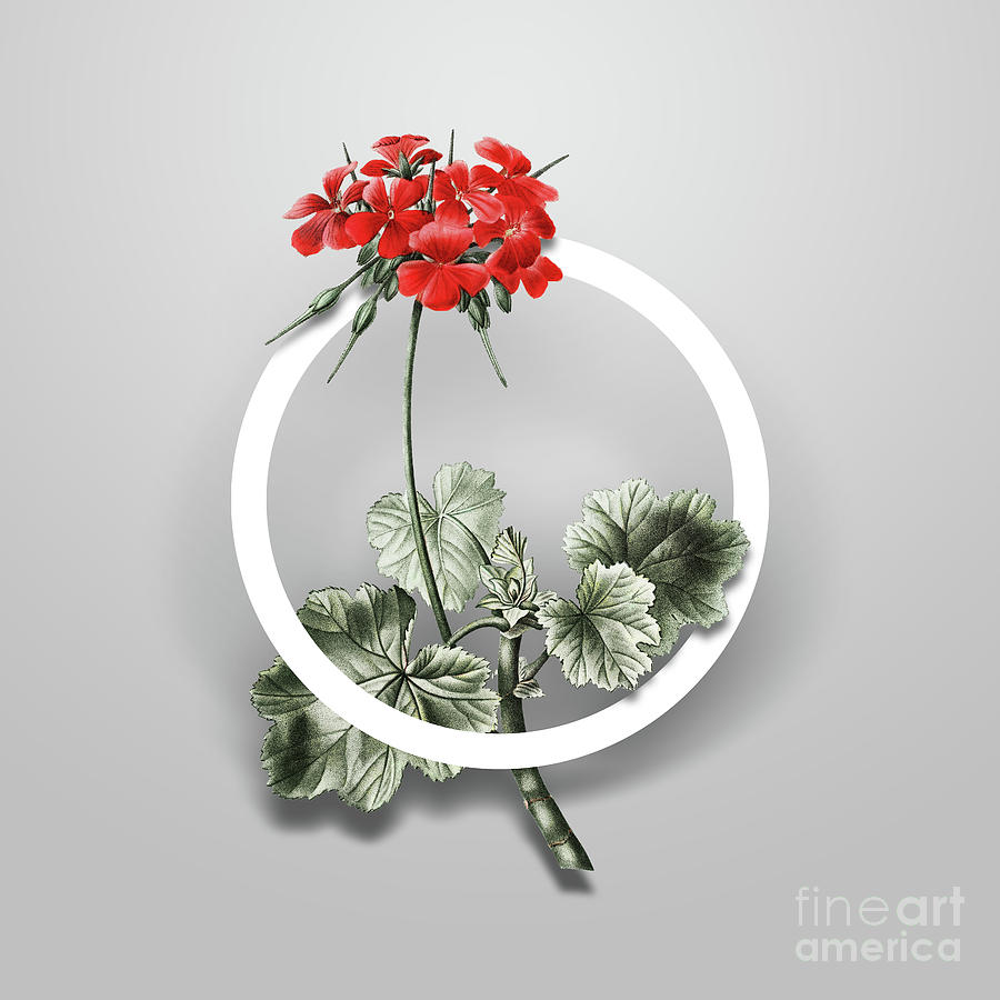 Vintage Scarlet Geranium Minimalist Floral Geometric Circle Art N.665 Painting by Holy Rock Design