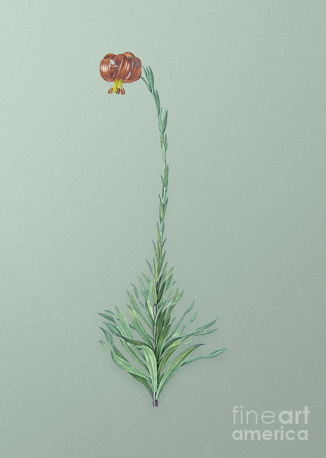 Vintage Scarlet Martagon Lily Botanical Art on Mint Green n.0698 Mixed Media by Holy Rock Design