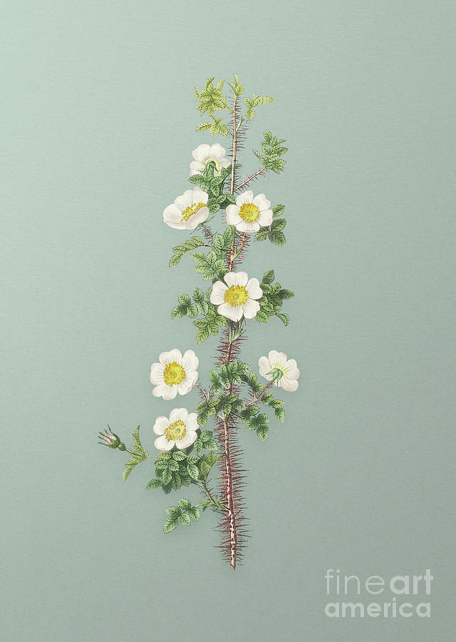 Vintage Scotch Rose Bloom Botanical Art on Mint Green n.0704 Mixed Media by Holy Rock Design