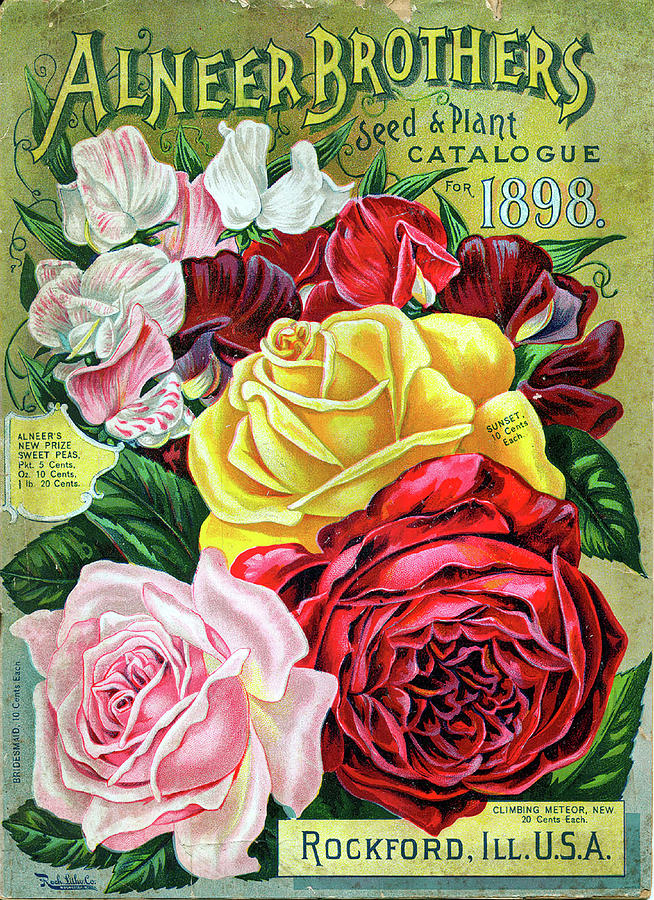 Vintage Seed and Plant Catalogue - Roses and Sweetpeas Painting by Peggy Collins