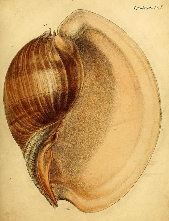 Vintage Shell Illustrations Mixed Media by World Art Collective