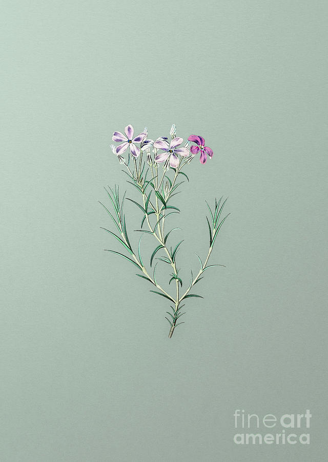 Vintage Mixed Media - Vintage Shewy Phlox Flower Branch Botanical Art on Mint Green n.0094 by Holy Rock Design
