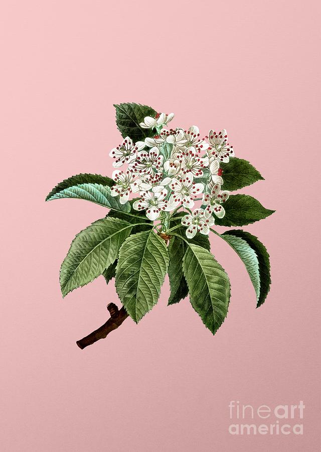 Vintage Shipova Botanical Illustration On Pink Mixed Media