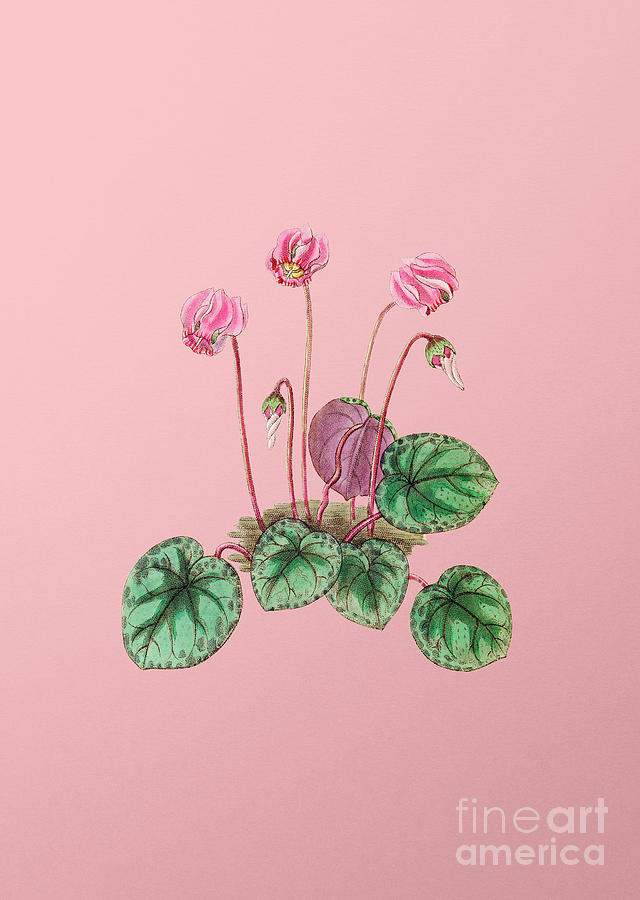 Vintage Shore Cyclamen Flower Botanical Illustration on Pink Mixed Media by Holy Rock Design