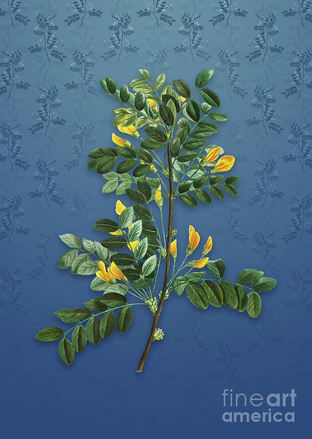 Vintage Siberian Pea Tree Botanical Art on Bahama Blue Pattern n.1302 Mixed Media by Holy Rock Design