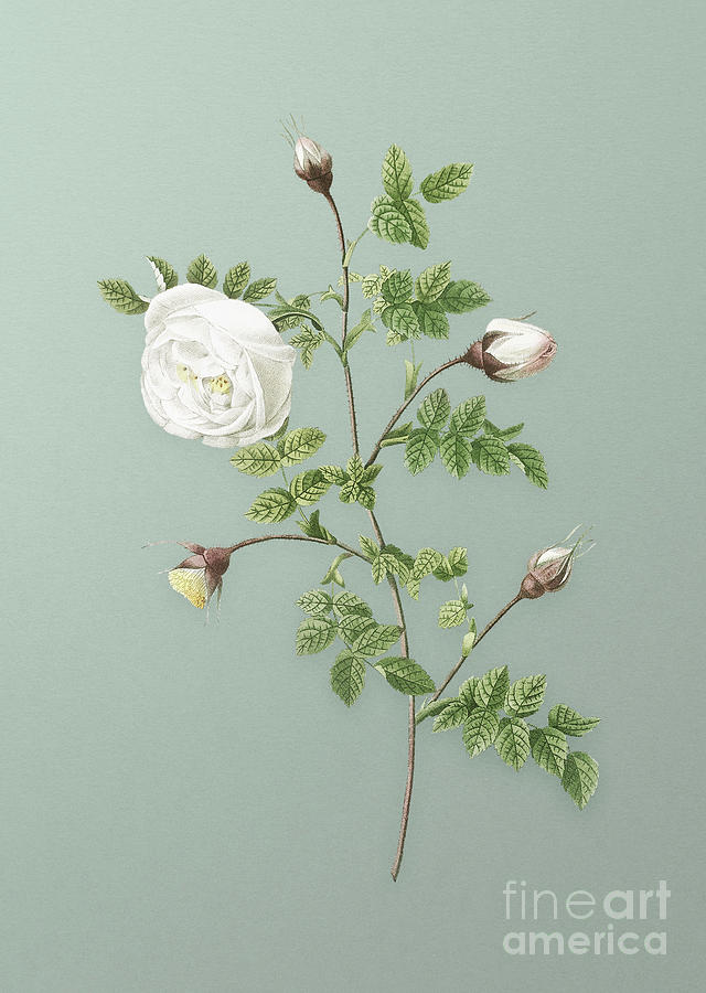 Vintage Silver Flowered Hispid Rose Botanical Art on Mint Green n.0712 Mixed Media by Holy Rock Design