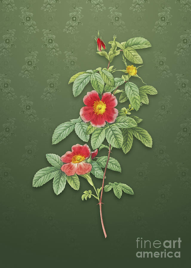 Vintage Single May Rose Botanical Art on Lunar Green Pattern n.0964 Mixed Media by Holy Rock Design